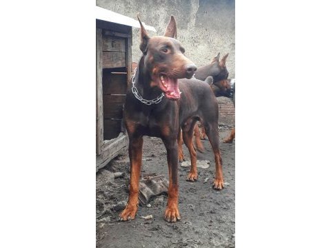 Safkan doberman yavruları