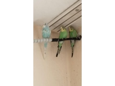 Yeni muhabbet kuşu yavrular