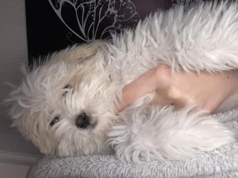 Yavru maltipoo 2 aylık