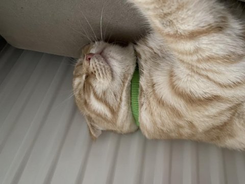Sarı scottish fold