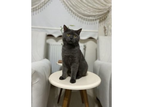 British shorthair kedimiz gümüş