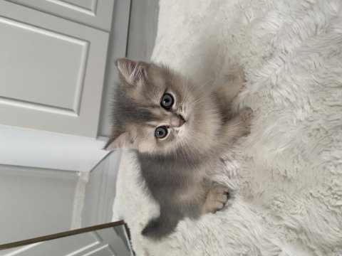 British longhair 2 aylık dişi yavru sevgi dolu yuva