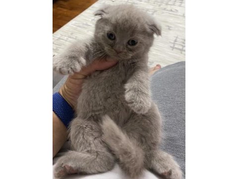 Özel renk lilak british shorthair