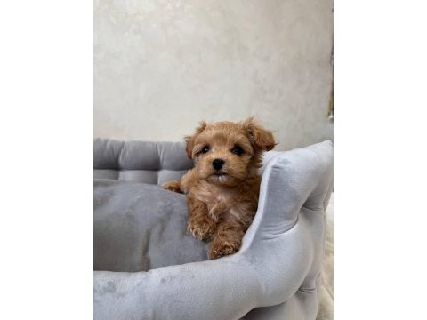 Kore maltipoo yavrularımız