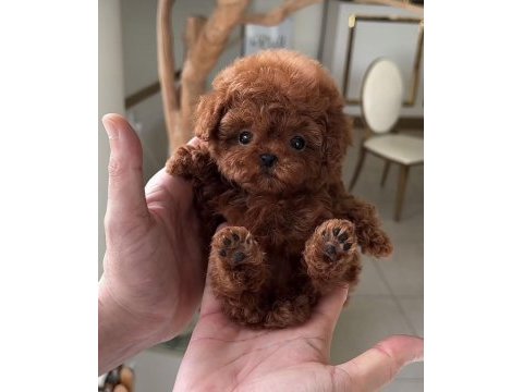 Antalyanın en sevimli toy poodle bebek yüzlü yavruları