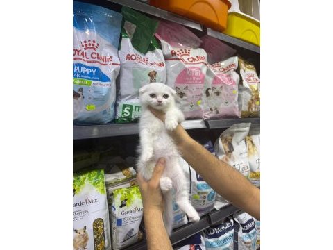 Dişi ve erkek süt beyaz scottish fold bebekler