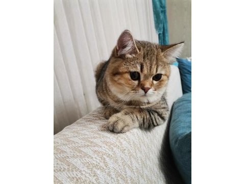 27 şubat doğumlu british shorthair