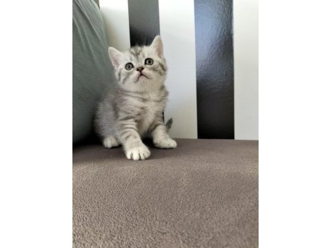 British shorthair silver tabby yavrular
