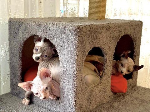 Hemen sahiplendirilecek sphynx yavrularımız