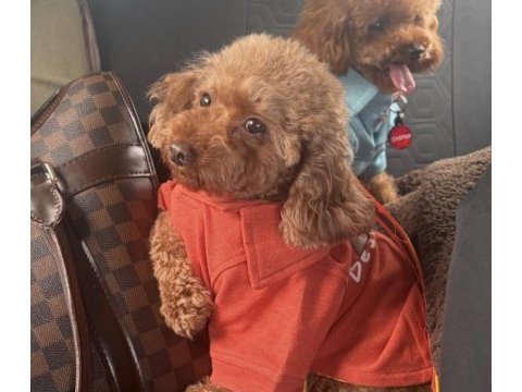 Poodle kızımız