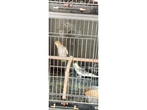 Sultan papağanı yeni eş tutmuş