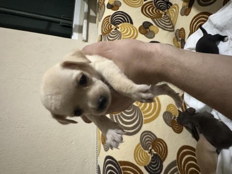 Chihuahua yavrularımız