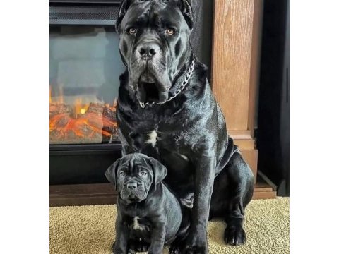 Profesyonel üretim çifliğinden cane corso kapıda ödeme