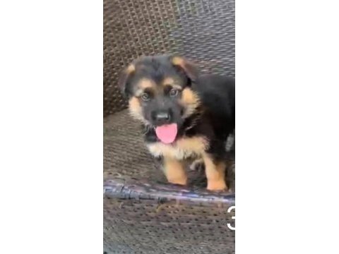 Orjinal alman çoban köpeği yavrusu