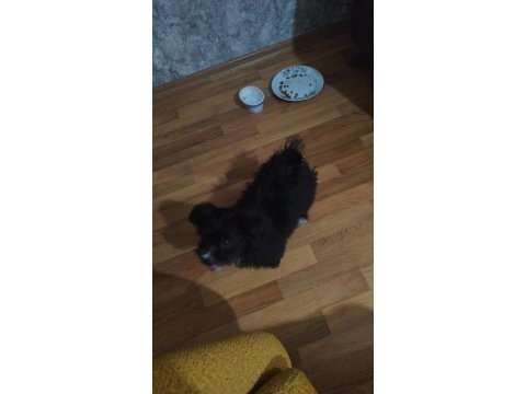 Süs köpeği