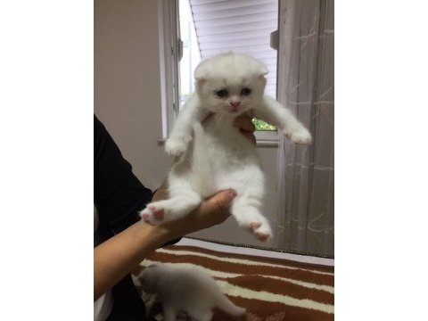 Scottish fold