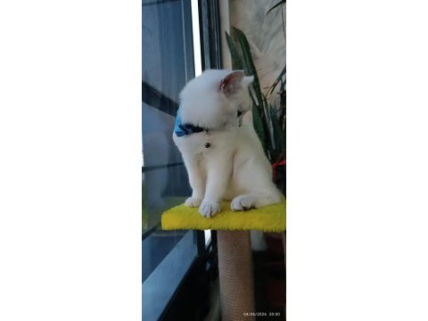 Tam bir dost canlısı british shorthair