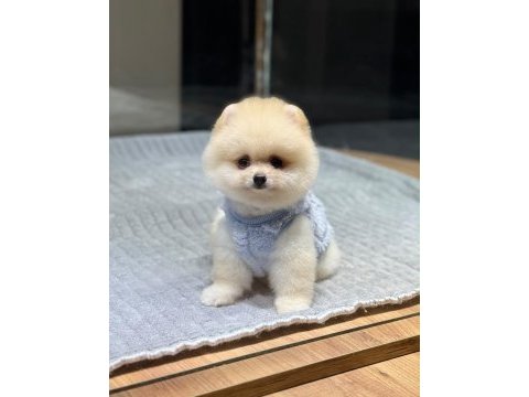 Orjinal pomeranian boo yavrumuz moi