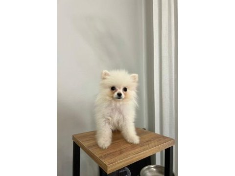 Pomeranian boo köpeği