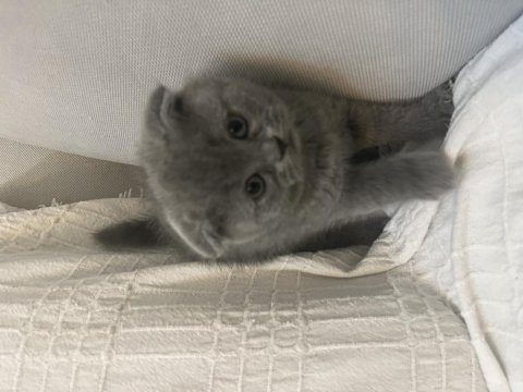 Safkan a kalite yavrular scottish fold erkek