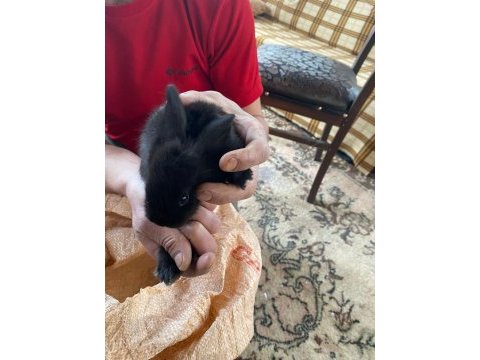 Ziraat tavşanları yavru ister toplu veya tekli verilir