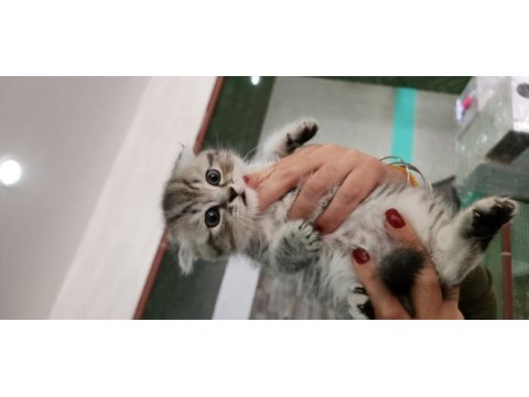 Nazlımın scottish fold bebekleri