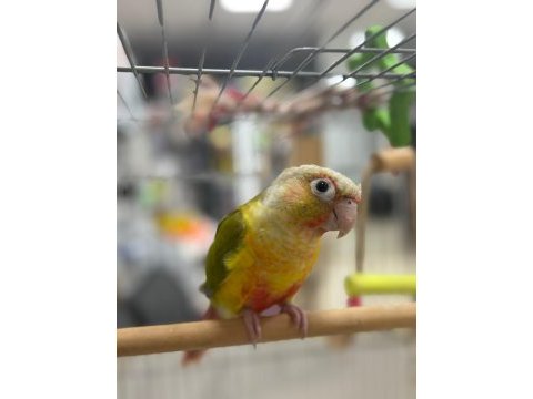Satılık el besleme full evcil pineapple conure papağanı