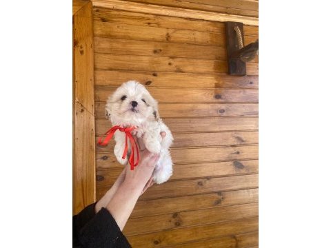 Üst kalitede maltipoo yavrularımız, aracı değiliz
