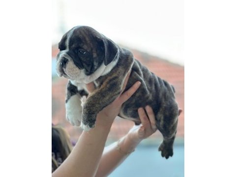 A kalite ingiliz bulldog bebek