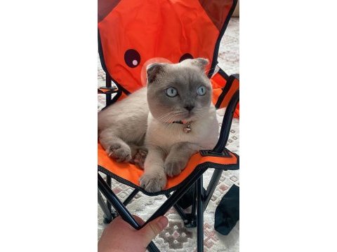 Sahiplendirilecek scottish fold