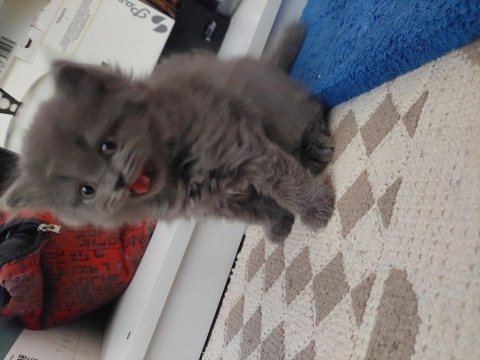 Yavru british shorthair