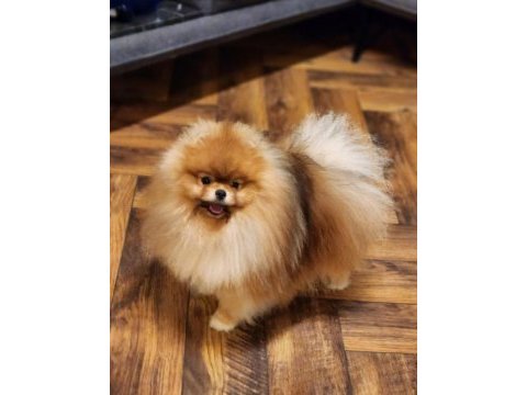 Avrupada bile daha iyisi yok pomeranian