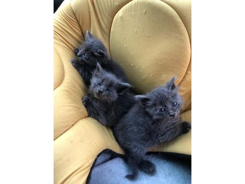 1 russian blue kedim kaldı onuda sahiplendirmek istiyorum