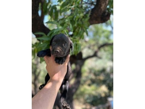 Güçlü ve dünyalar güzeli cane corso yavrular
