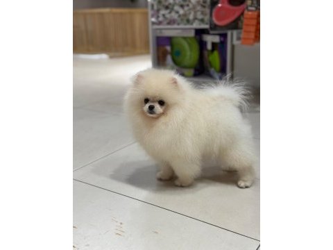 Show kalite şecereli anne baba pomeranian