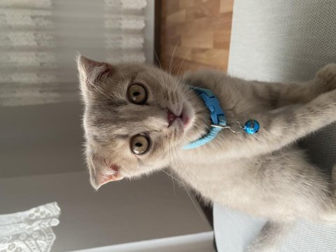 Satılık kedi scottish fold