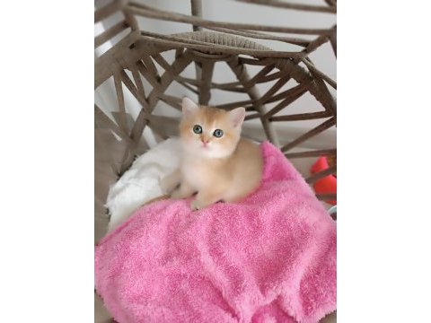 British shorthair yavrular teslime hazır