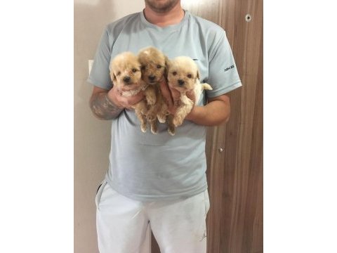 Mükemmel kalitede maltipoo yavrularımız