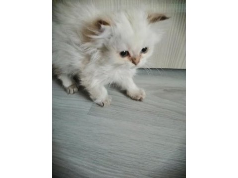 Pamuk bebek kedimiz