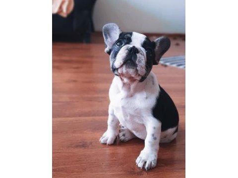 Şcrli anne ve babanın efsane kalite french bulldog yavruları