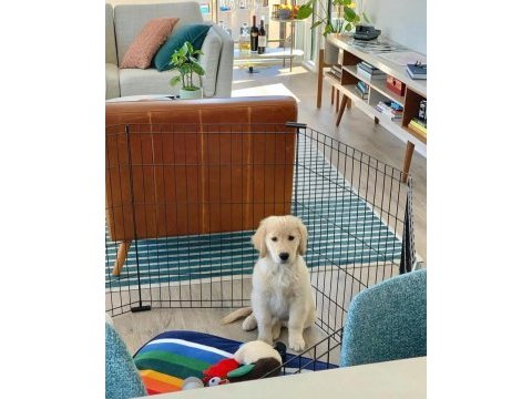 Profesyonel üretim çiftliğinden golden retriever yavrular