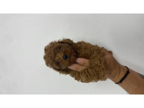 Poodle akademi
