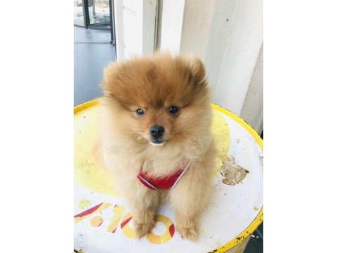 Pomeranian 4 aylık erkek yavru