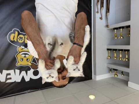 Kedi dünyasından orjinal british yavrular