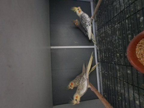 Yavru ve yetişkin sultan papağanları