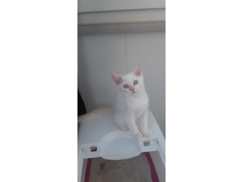 Red point british shorthair yavrumuz