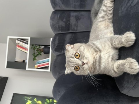 Scottish fold