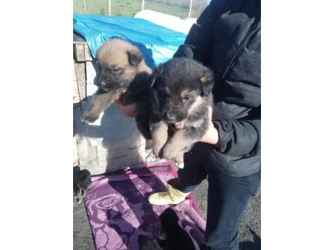 Alman anne malinois baba dan yavrular