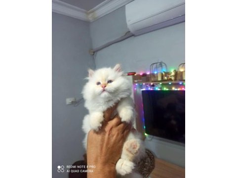 Harika erkek iran kedisi bebeğimiz