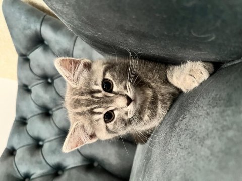 British shorthair oğlumuz yeni ailesini arıyor